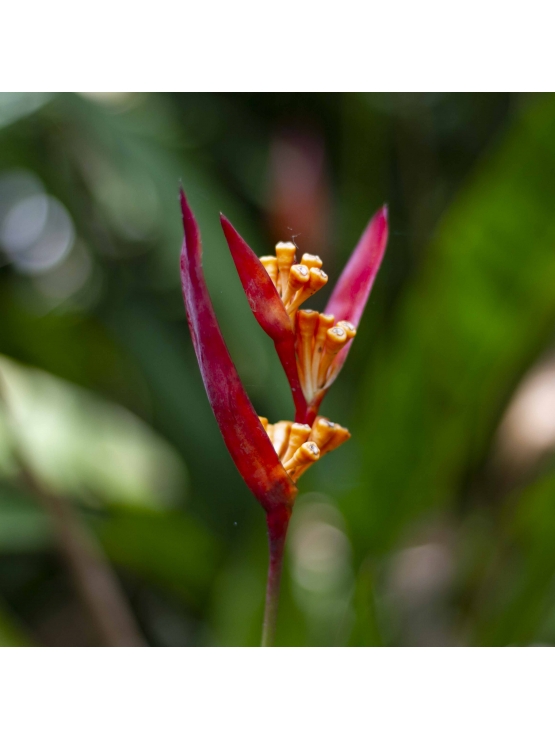 Fire Flash Heliconia Densiflora